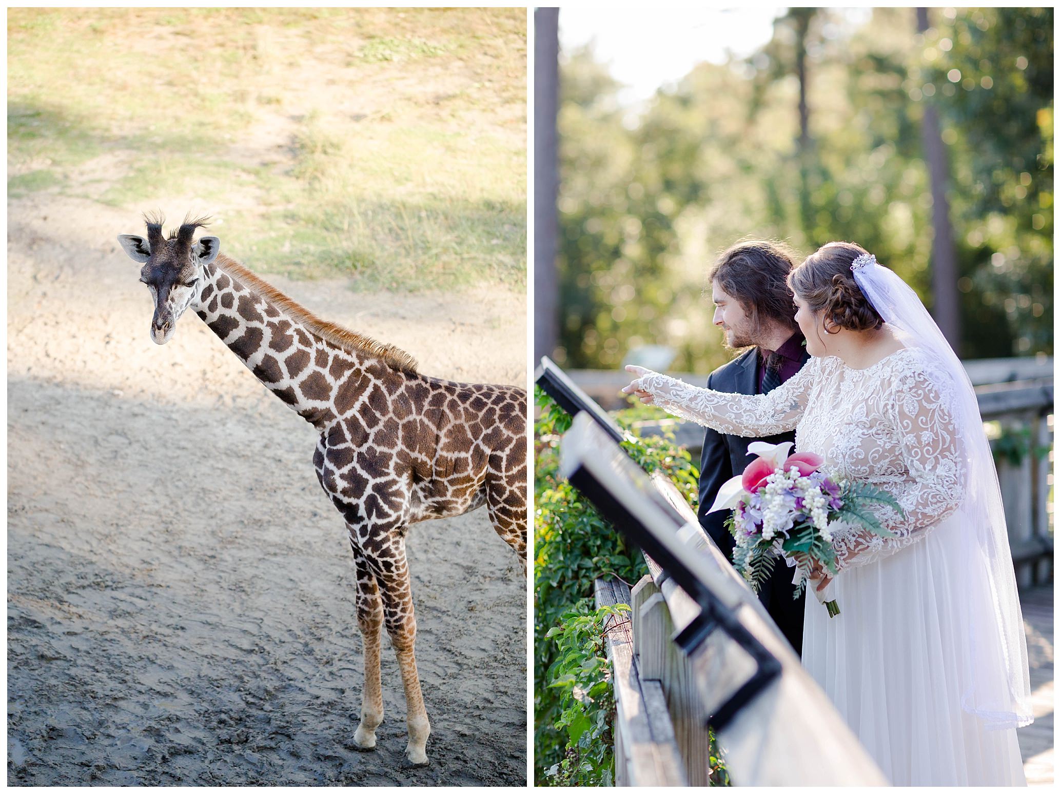 zoo weddings Luke and Ashley Photography