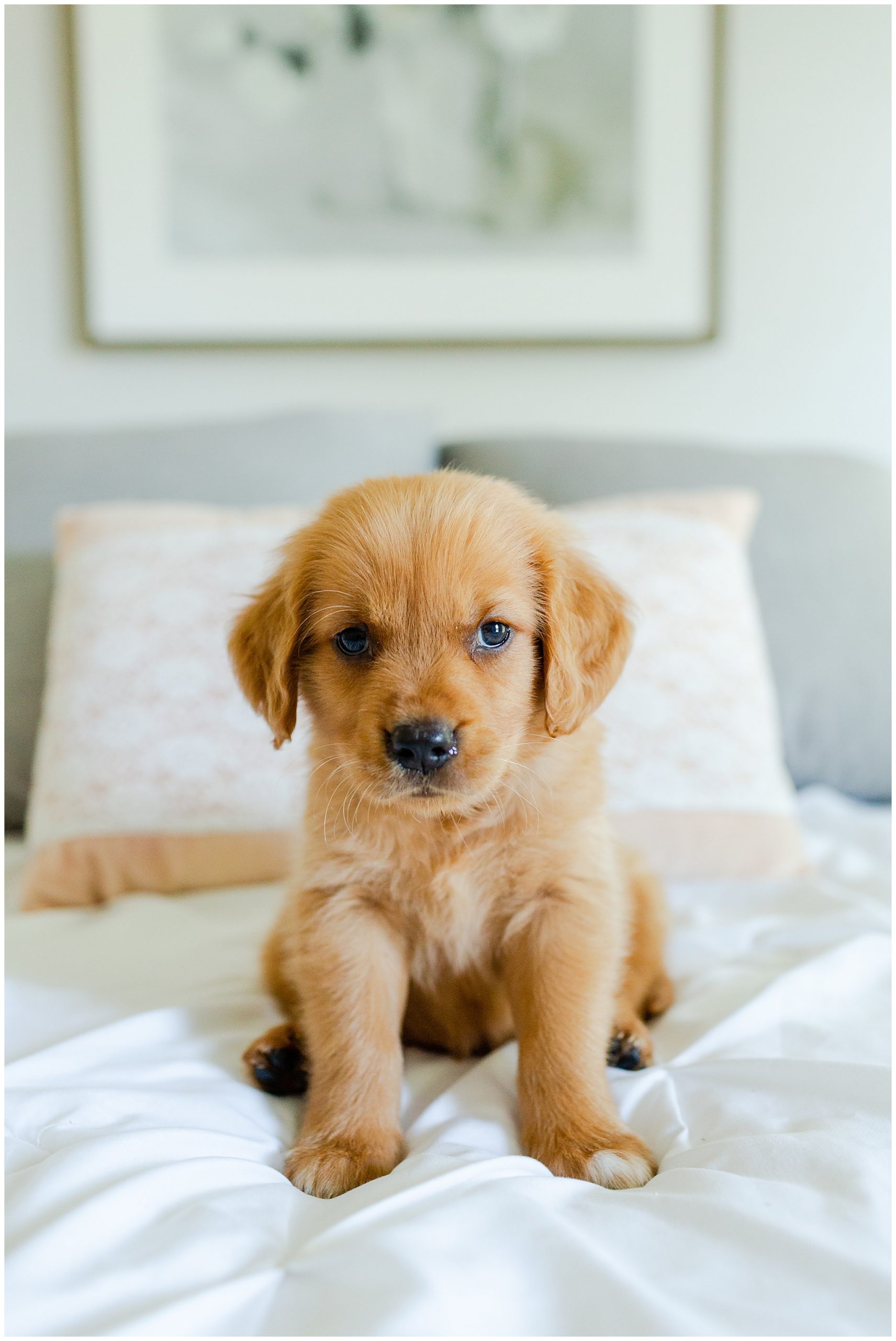 Golden Retriever Puppy Luke and Ashley Photography 