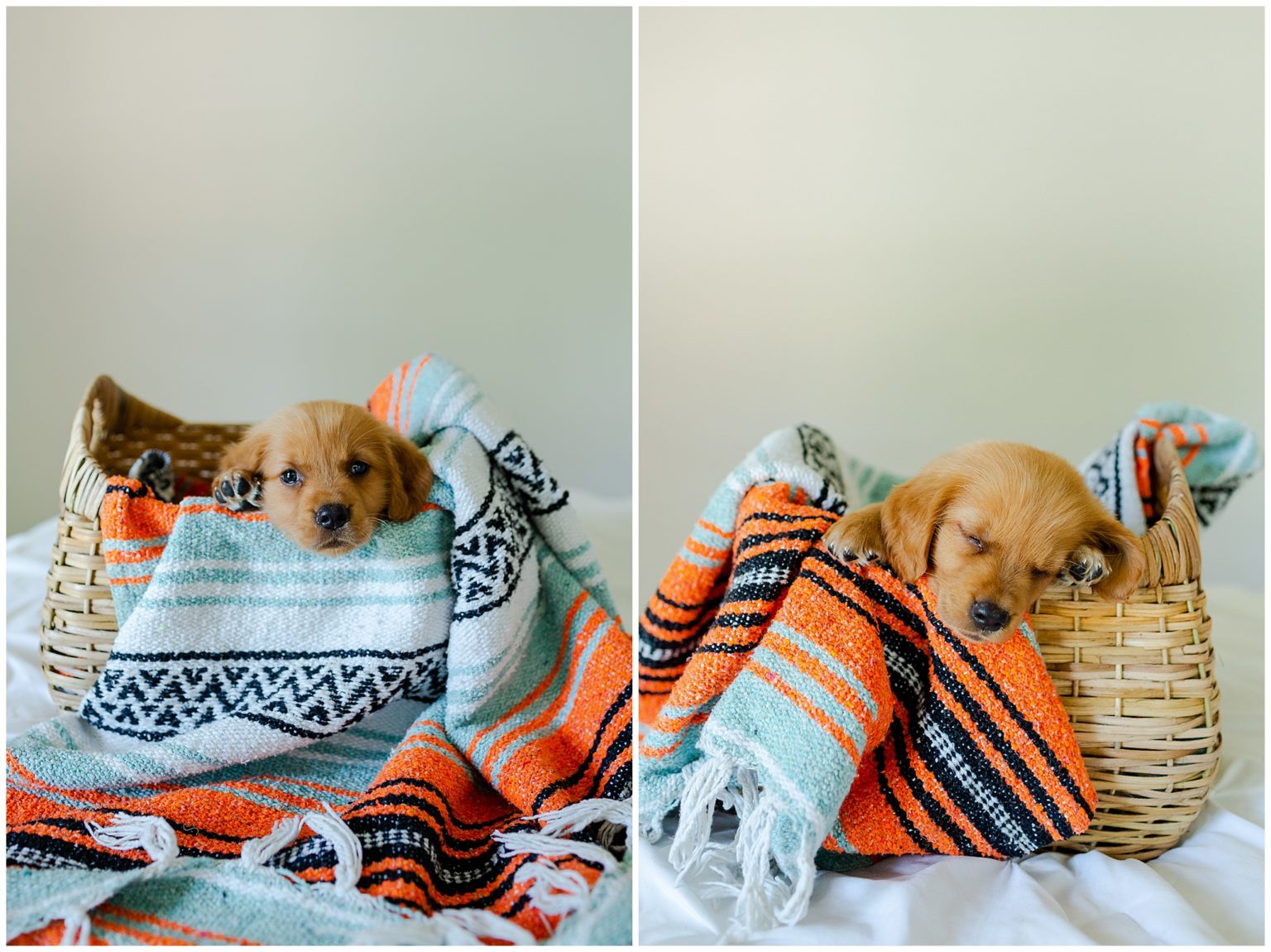 Newborn Puppy Photo Shoot - Virginia Wedding Photographer